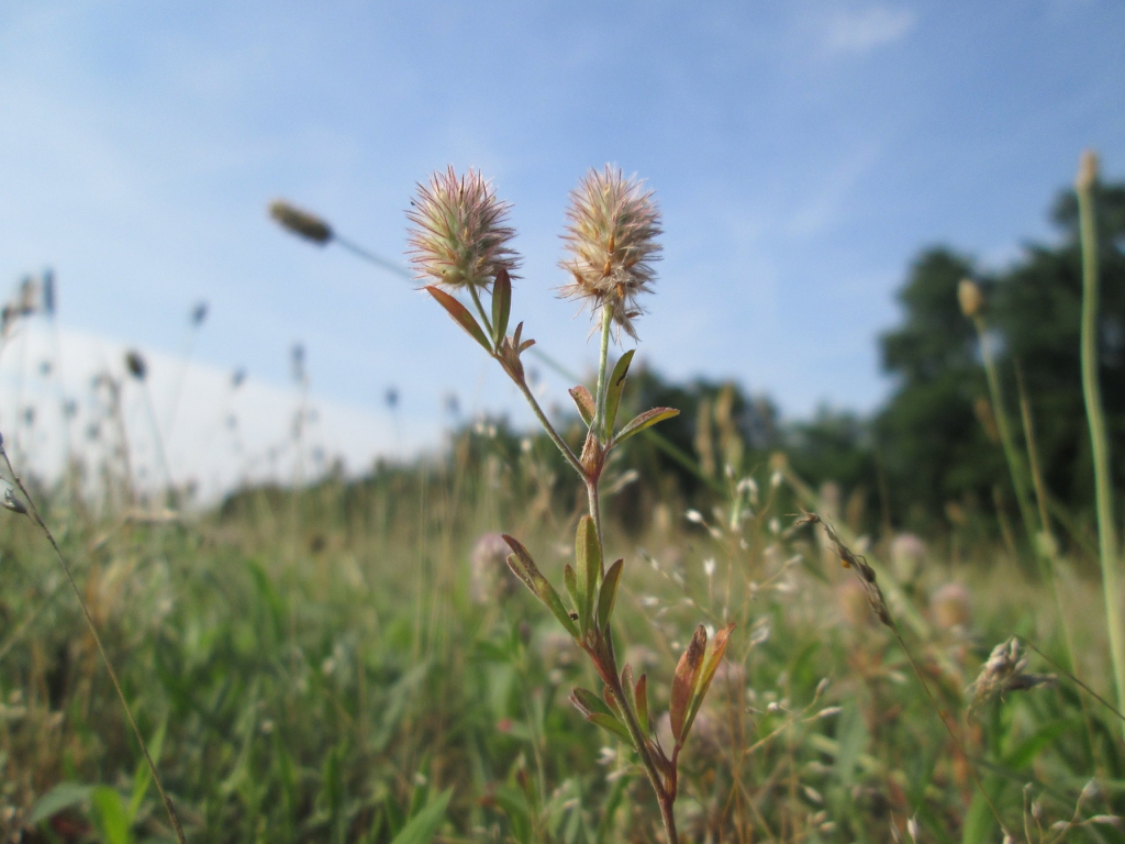 Trifolium arvense