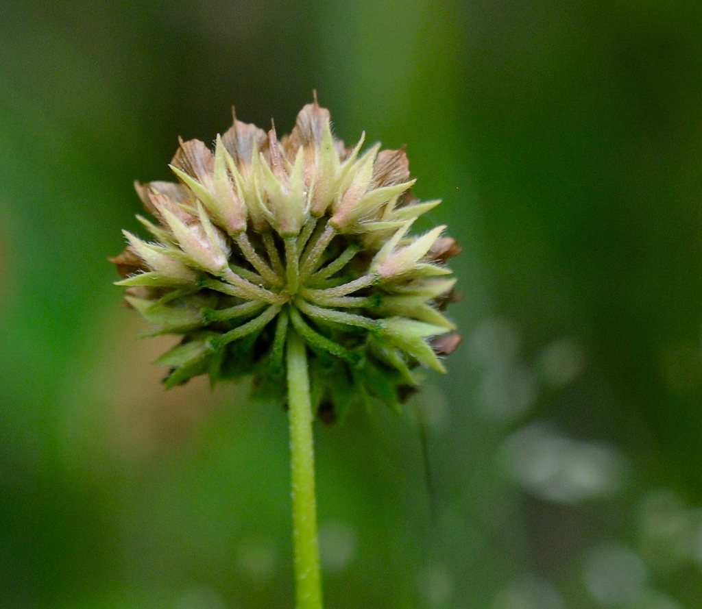 Trifolium carolinianum