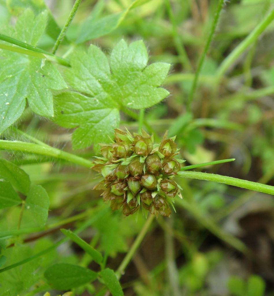 Trifolium carolinianum