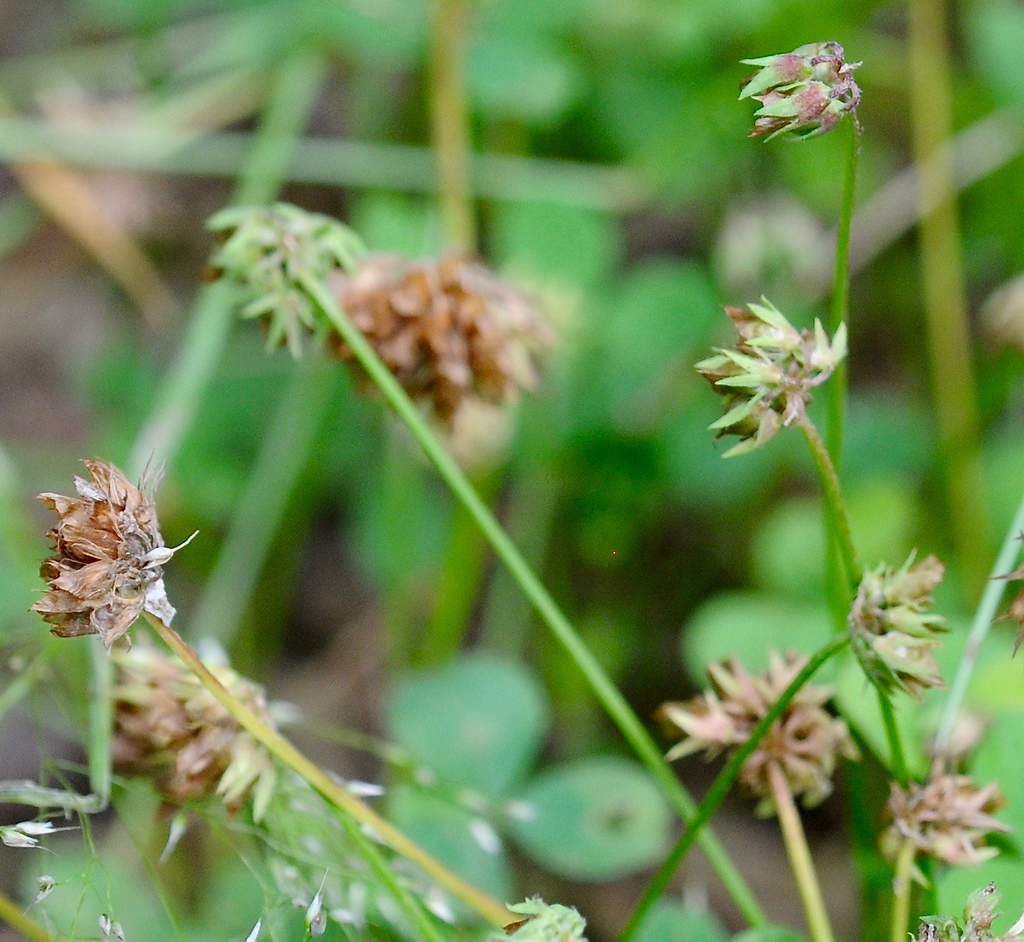 Trifolium carolinianum