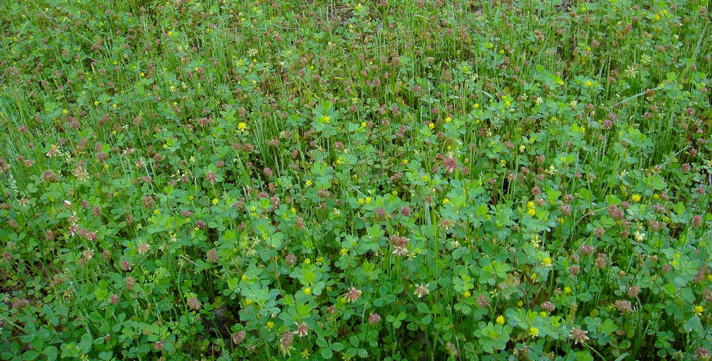 Trifolium carolinianum
