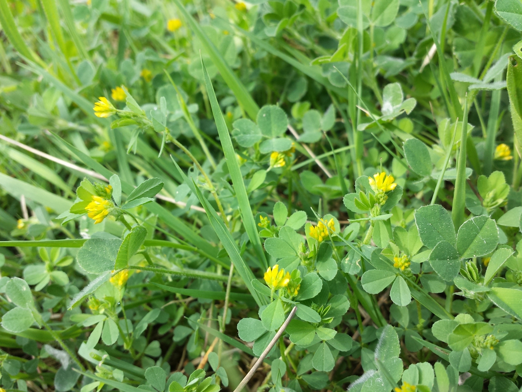 Trifolium dubium