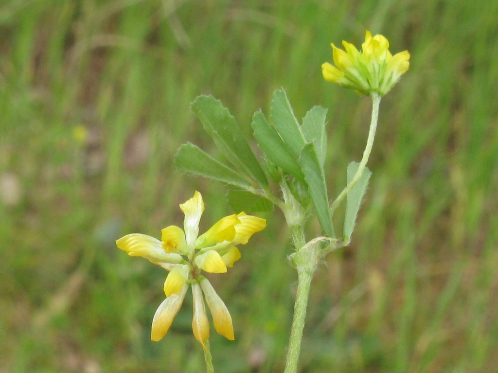 Trifolium dubium