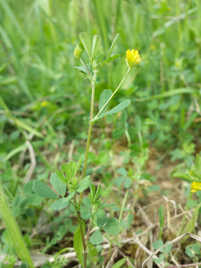 Trifolium dubium