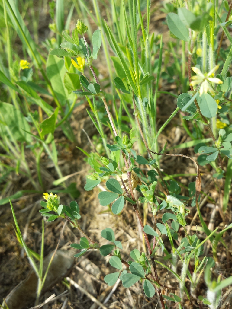 Trifolium dubium