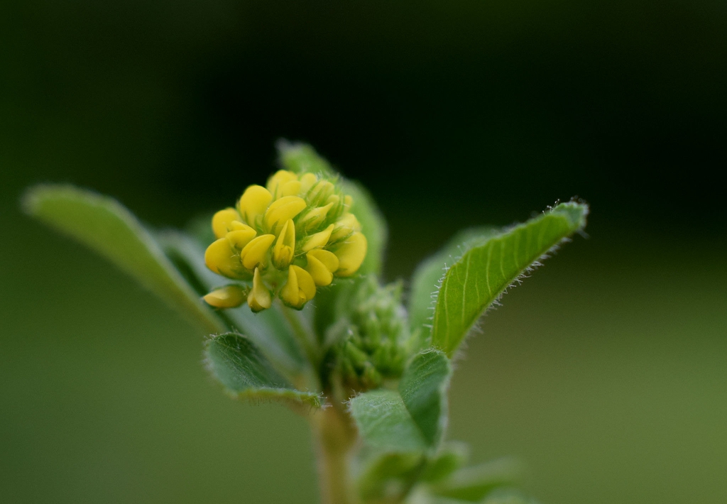 Trifolium dubium