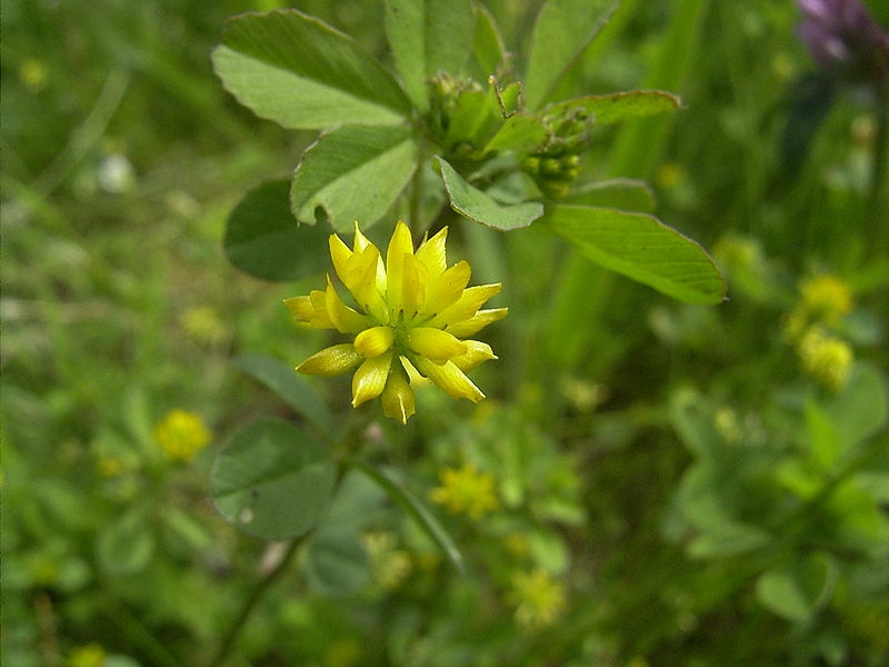 Trifolium dubium