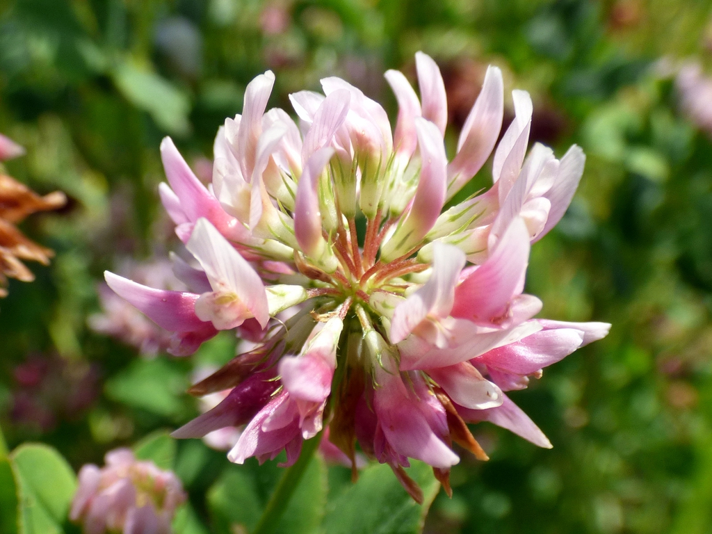 Trifolium hybridum