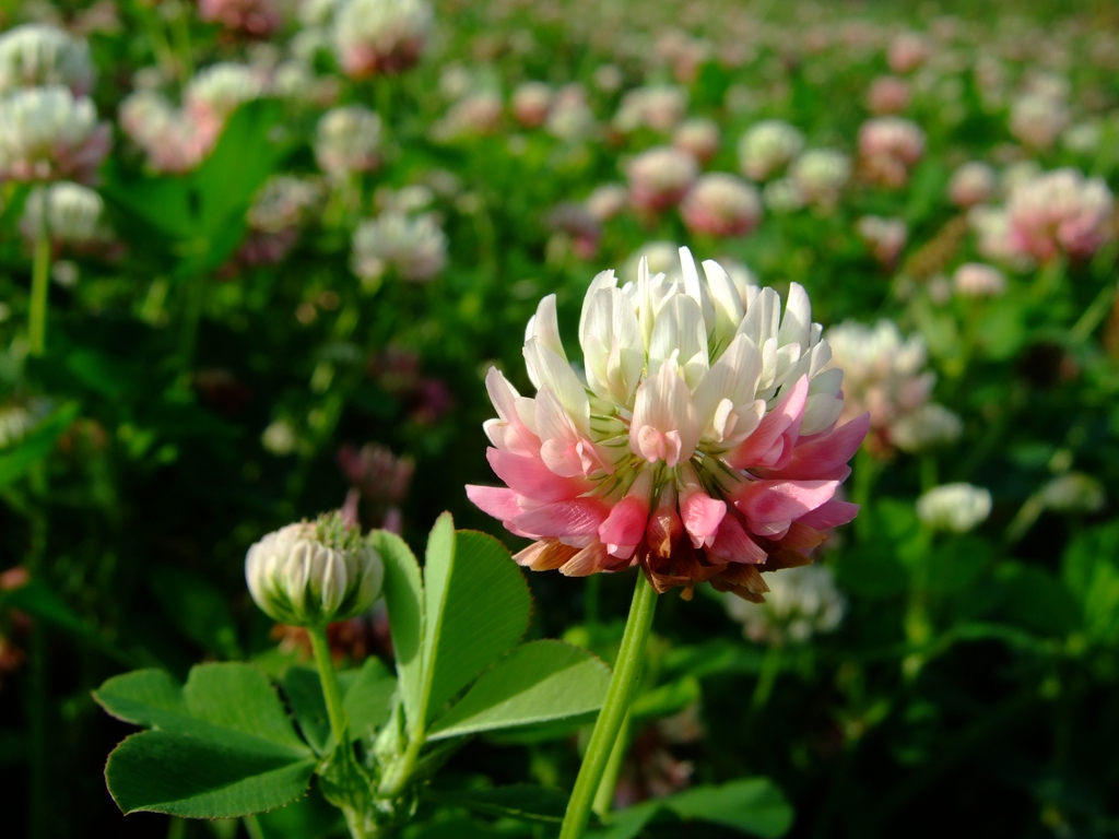 Trifolium hybridum