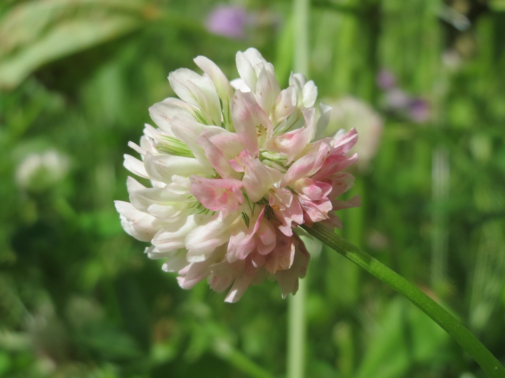 Trifolium hybridum