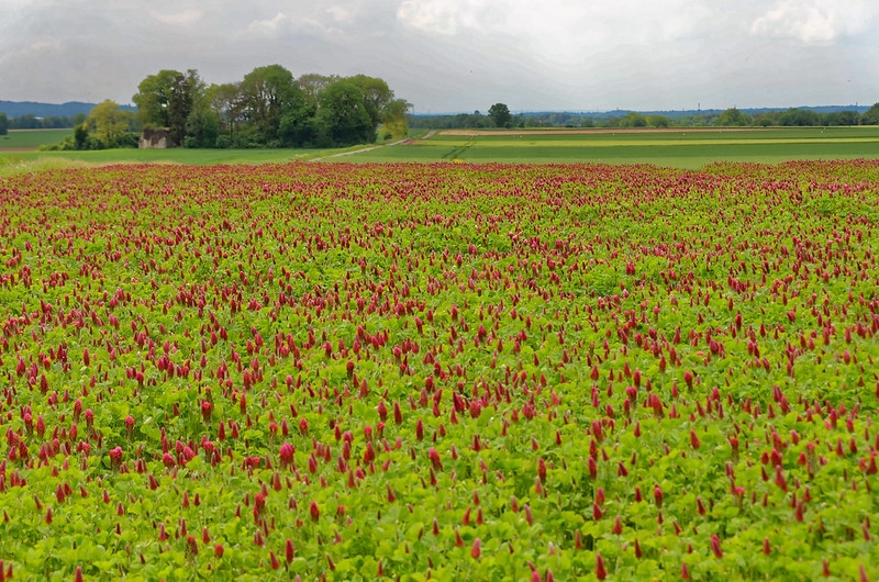 Field with red flowers.