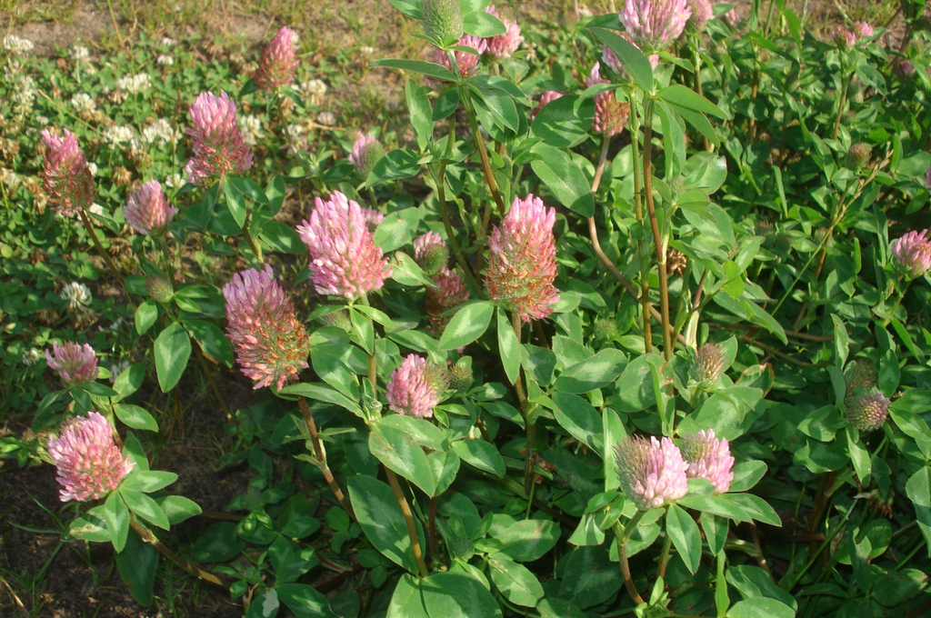 Mature plants in bloom