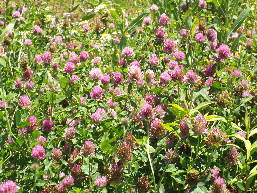 Trifolium pratense