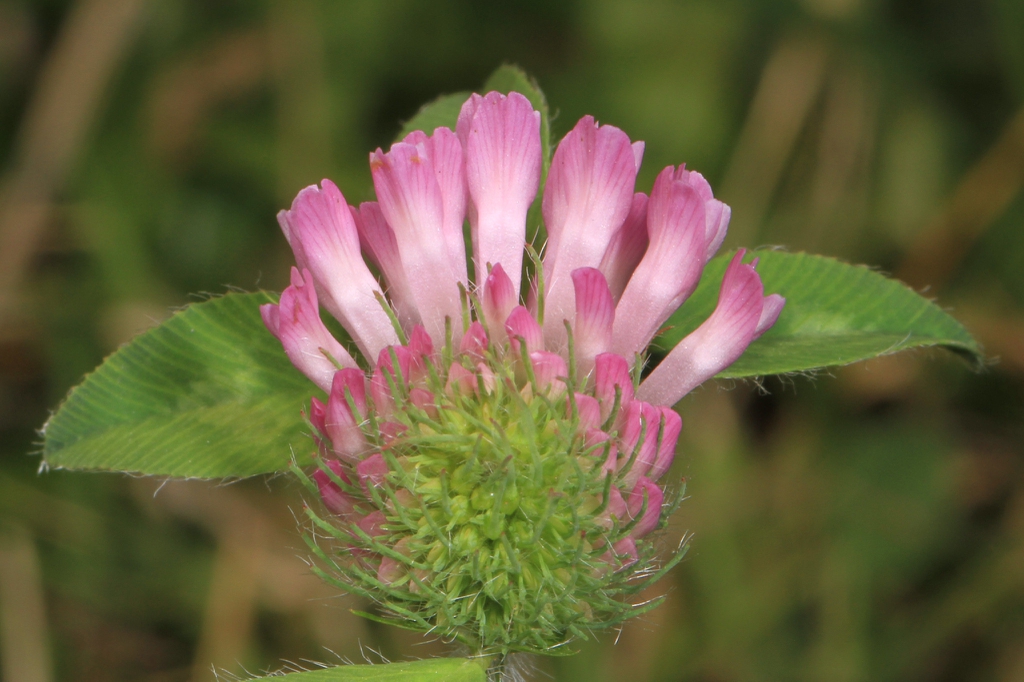 Trifolium pratense