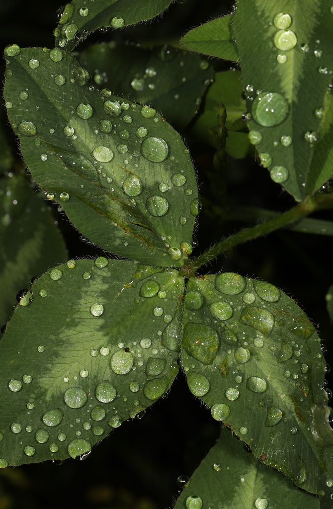 Trifolium pratense