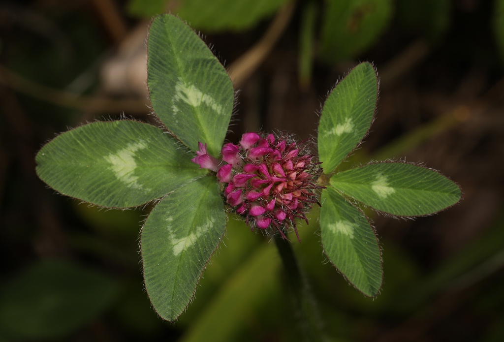 Trifolium pratense