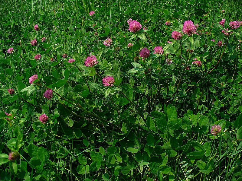 Trifolium pratense