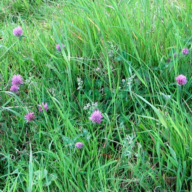 Trifolium pratense