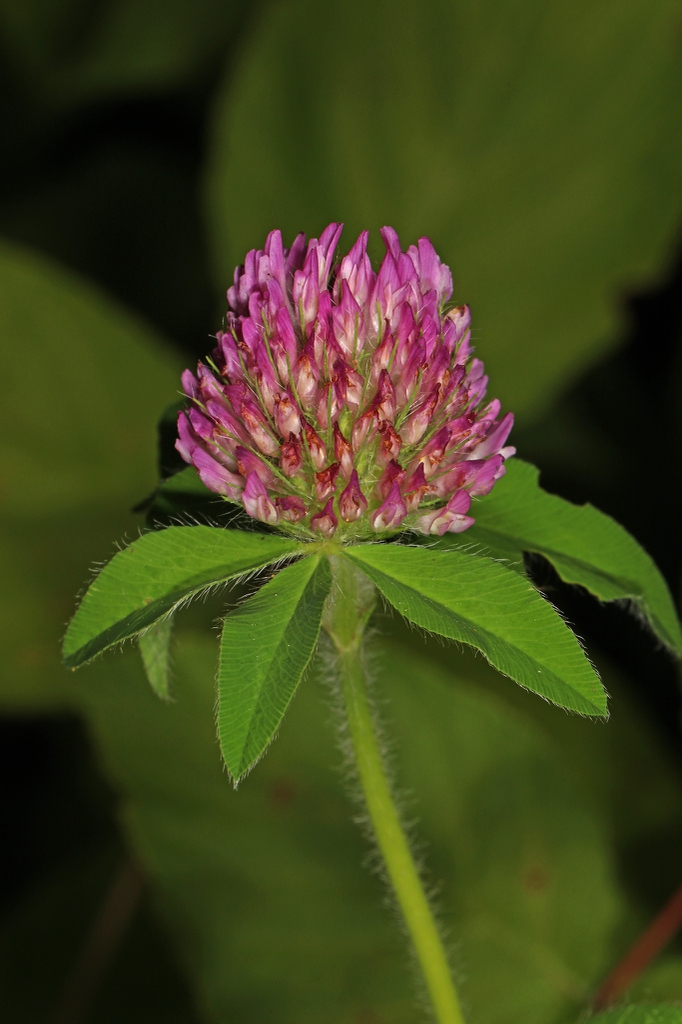 Trifolium pratense
