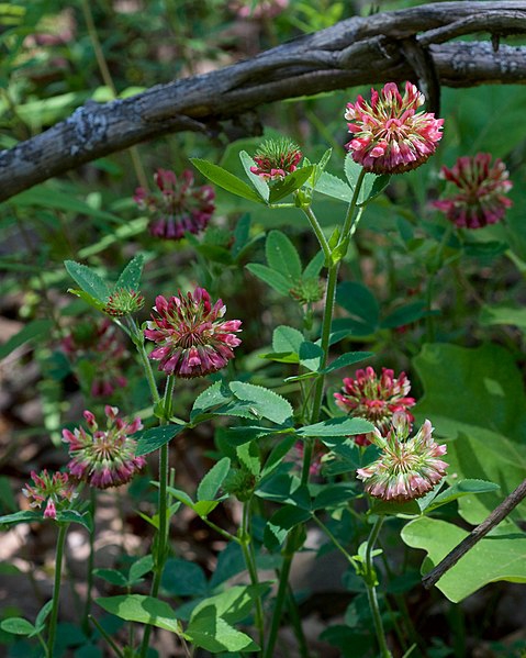 Trifolium reflexum