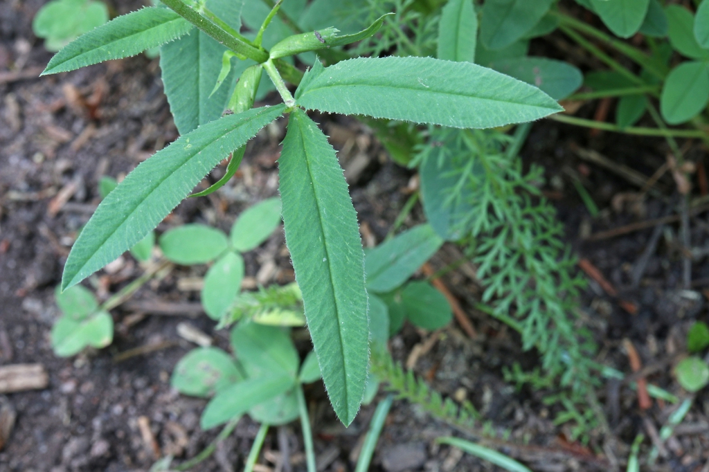Trifolium reflexum