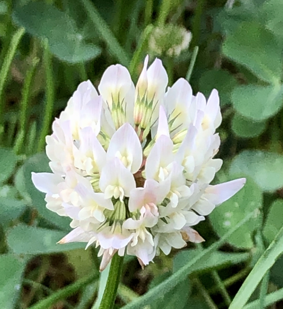 Trifolium repens
