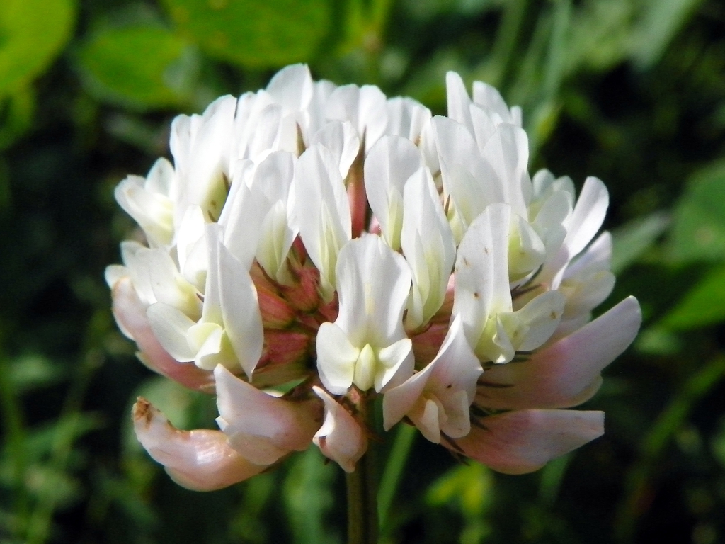 Trifolium repens