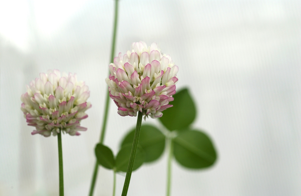 Trifolium repens