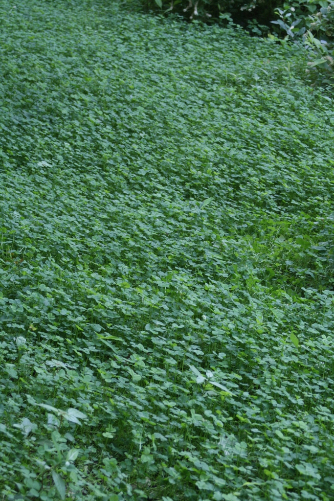 Planted on a slope for erosion control - May, Southern Wake Coun