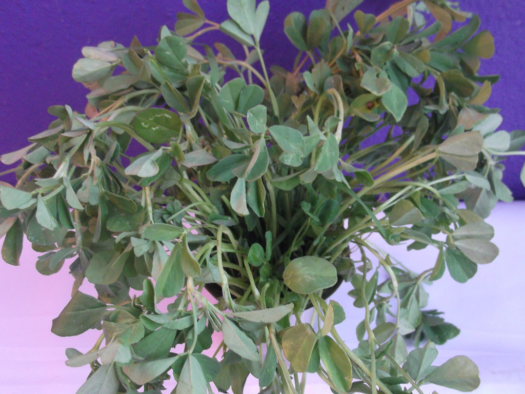 Trigonella foenum-graecum