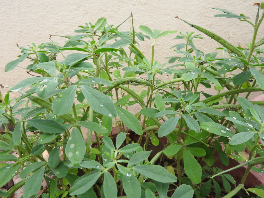 Trigonella foenum-graecum