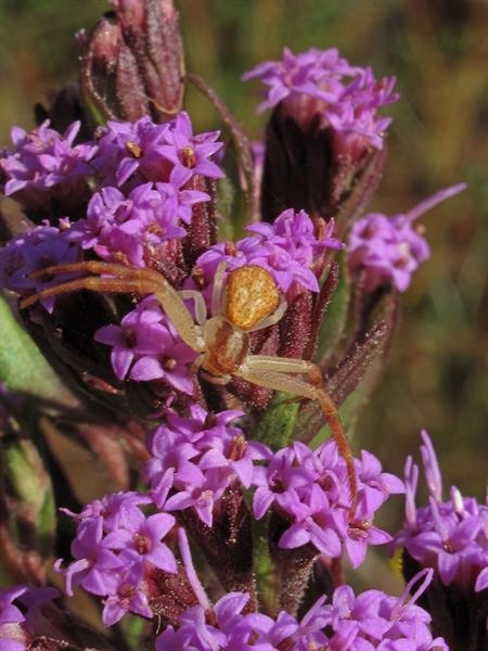 Purple disc flowers with no rays