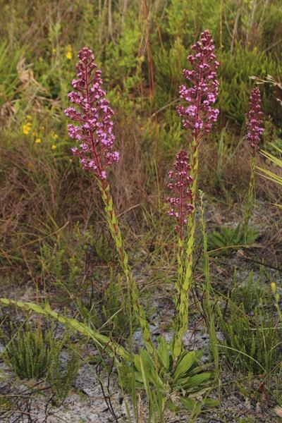 Form in bloom