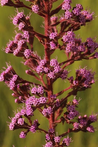 Panicle of pinkish-purple flowers