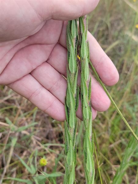 Stems with small ascending leaves