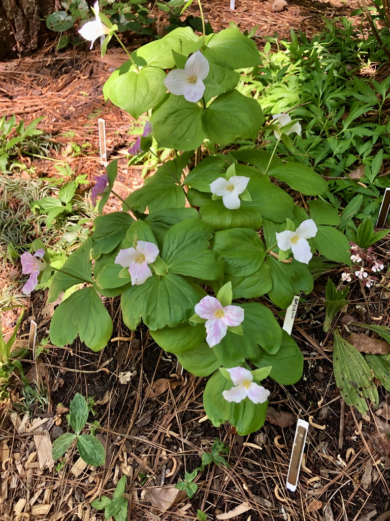 T. lancifolium flower Spring Wake County