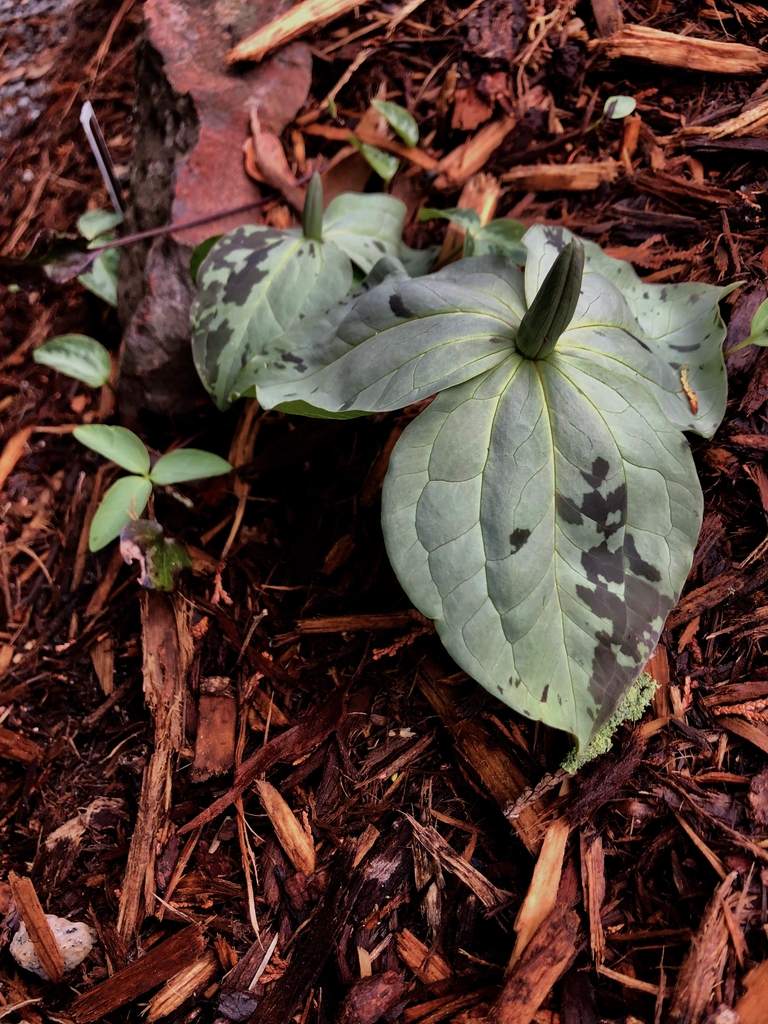 Form - March - Wake Co., NC
