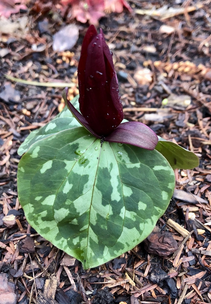 Flowers - March 17- Wake Co., NC