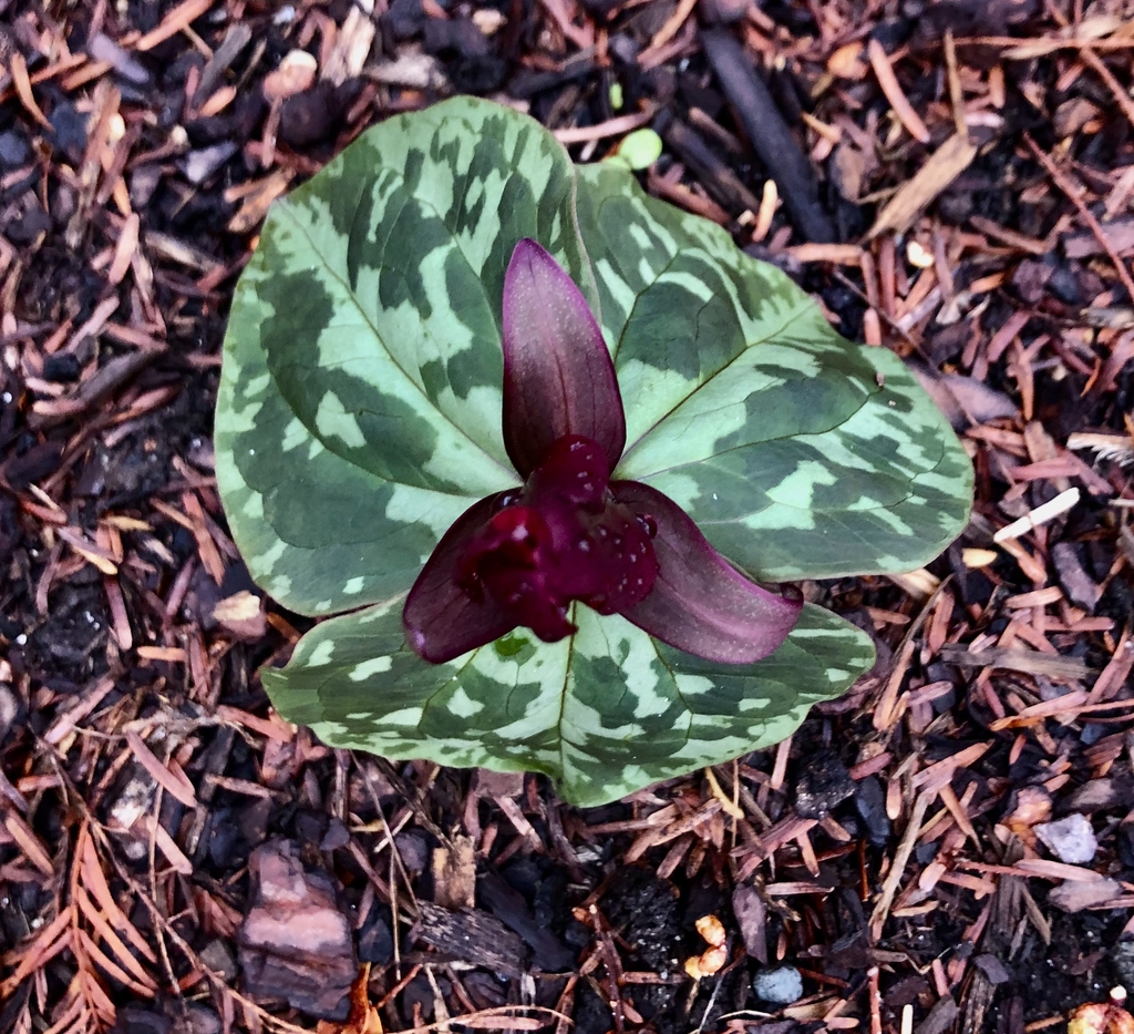 Leaves - March 17- Wake Co., NC