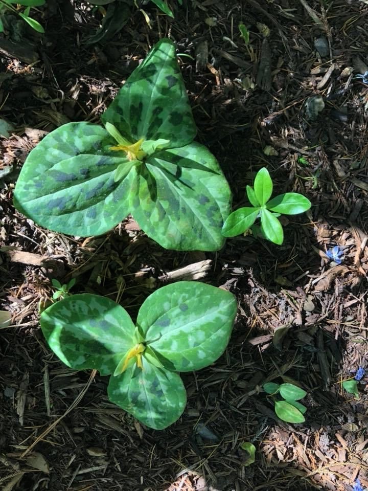 Leaves - August - Wake Co., NC