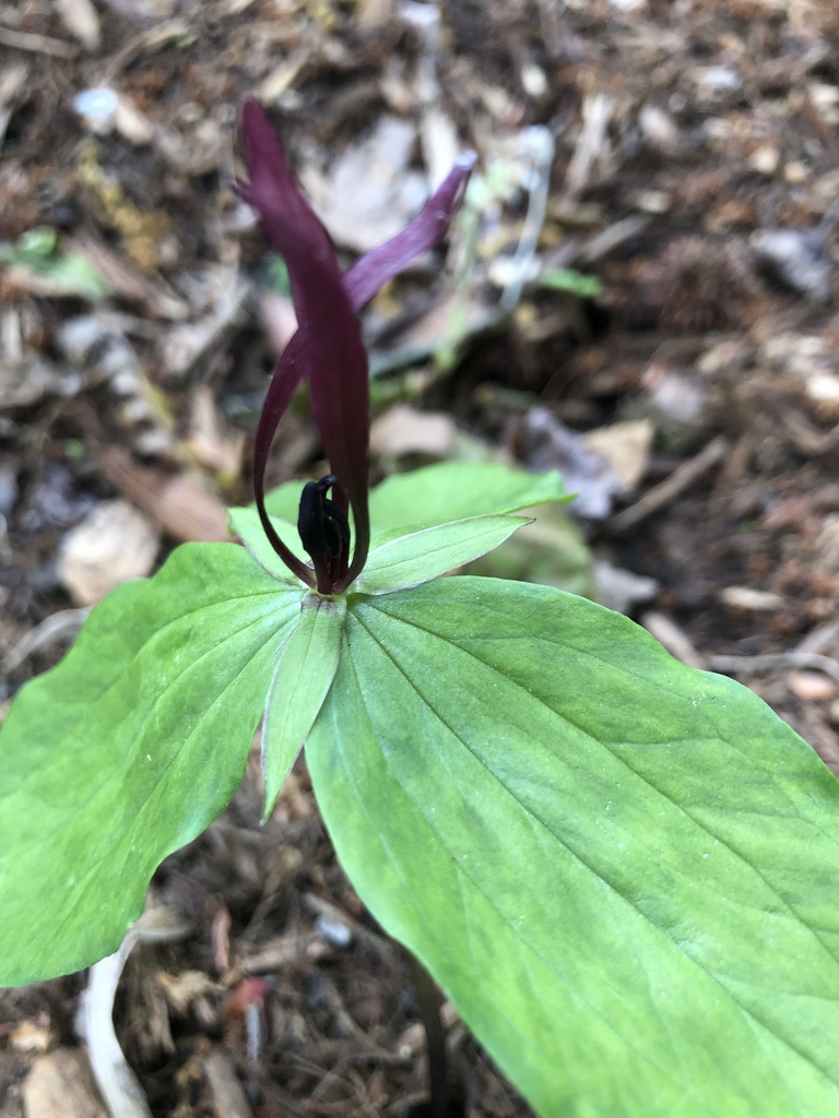 T. lancifolium 'Shotgun Wedding' flower, Wake County, NC