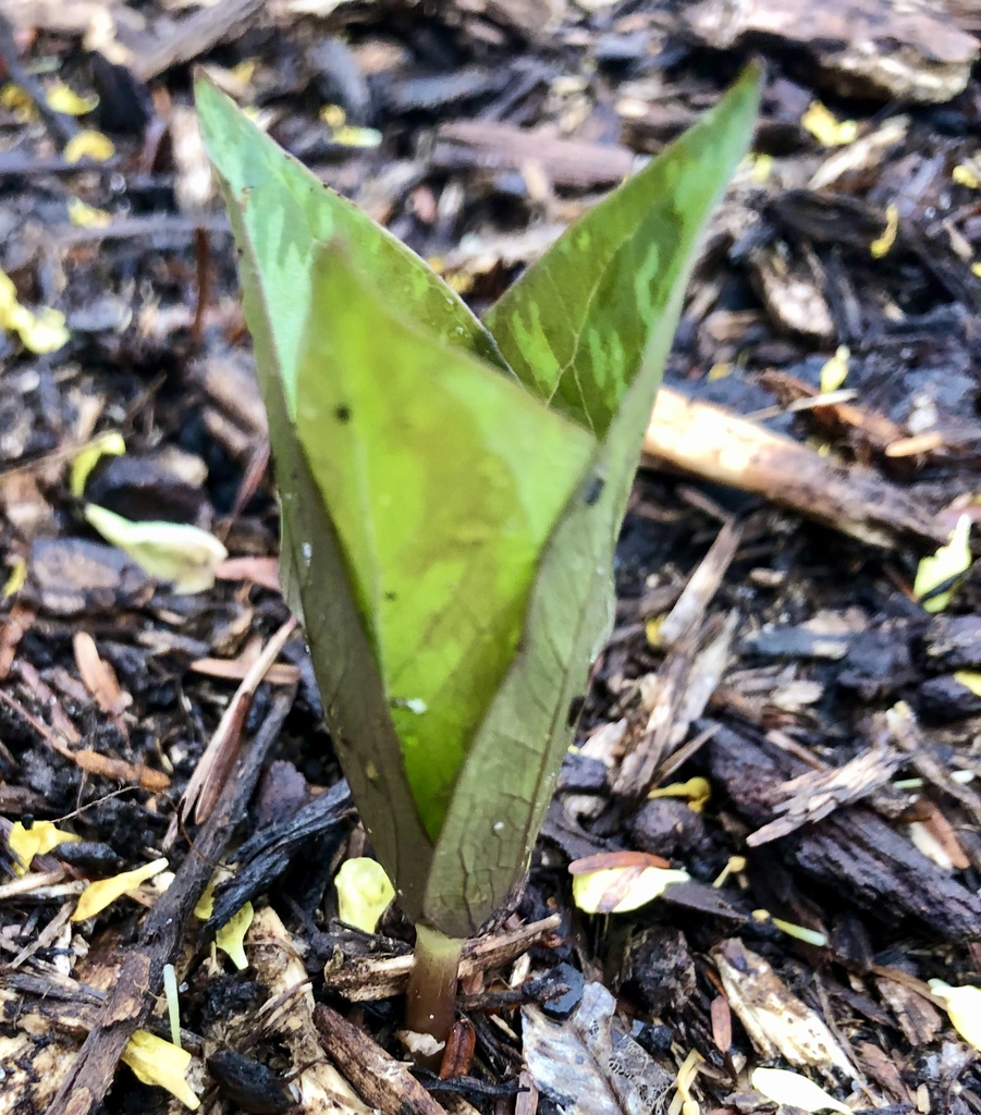 Emerging -Match 17 - Wake Co., NC