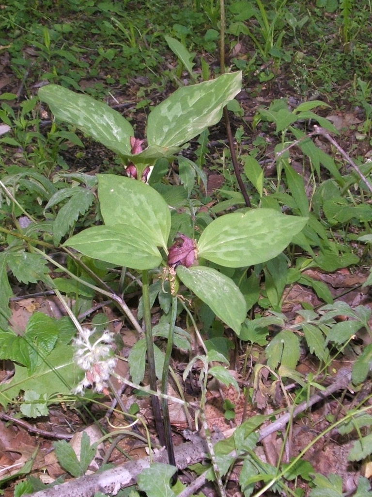 Trillium recurvatum