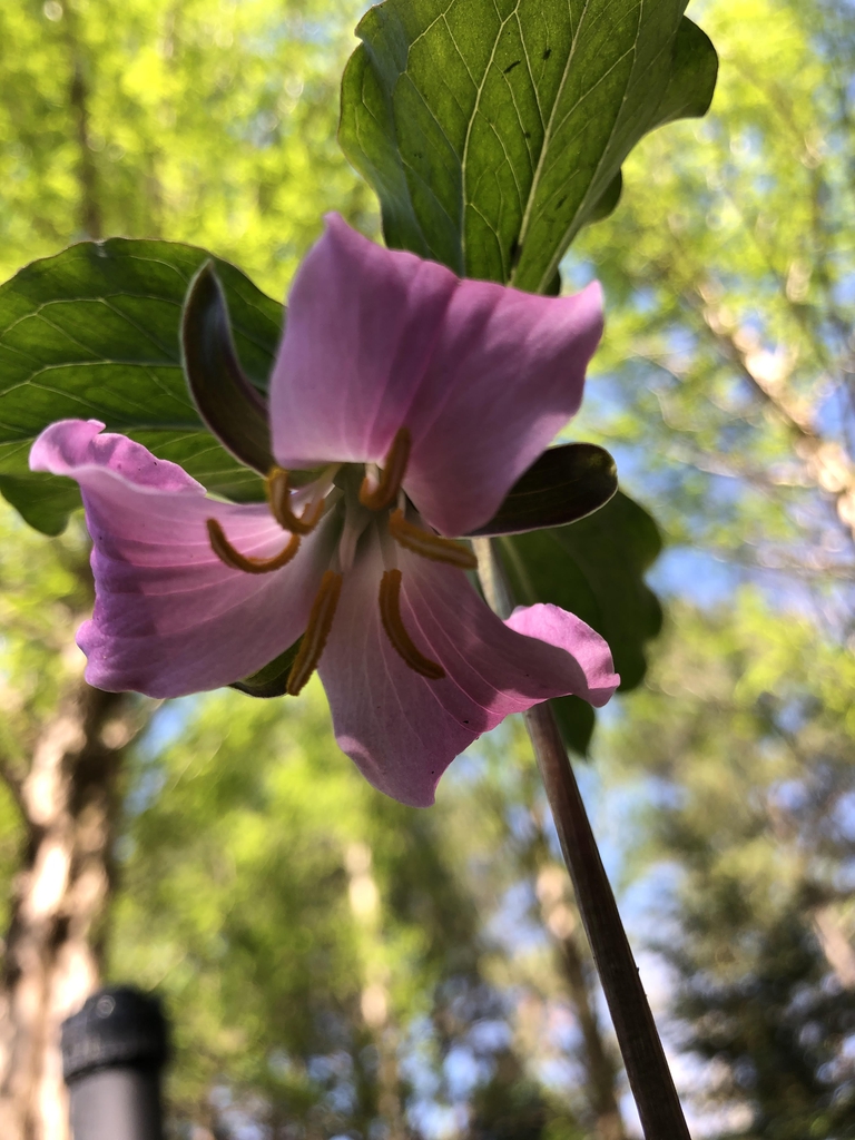 Trillium catesbaei