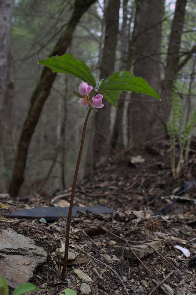 Trillium catesbaei