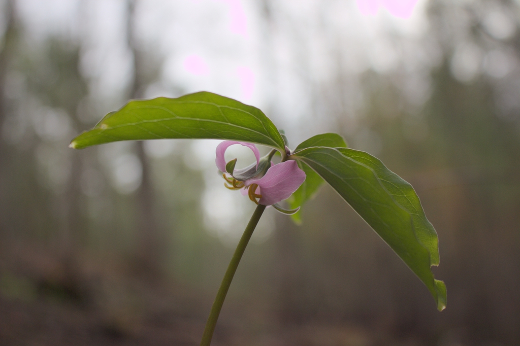 Trillium catesbaei