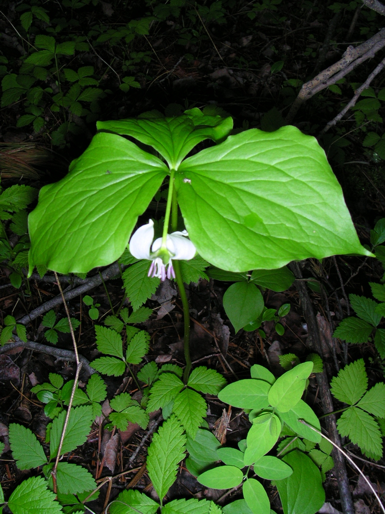 Trillium cernuum
