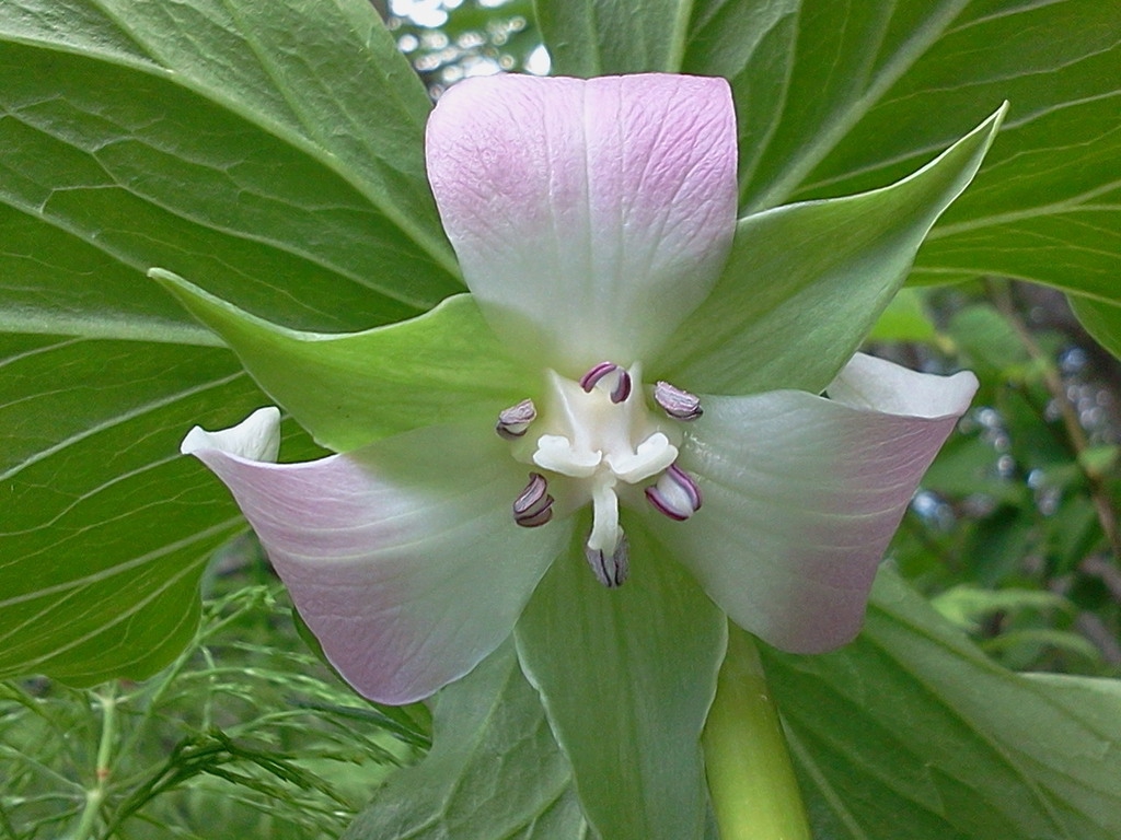 pink flower