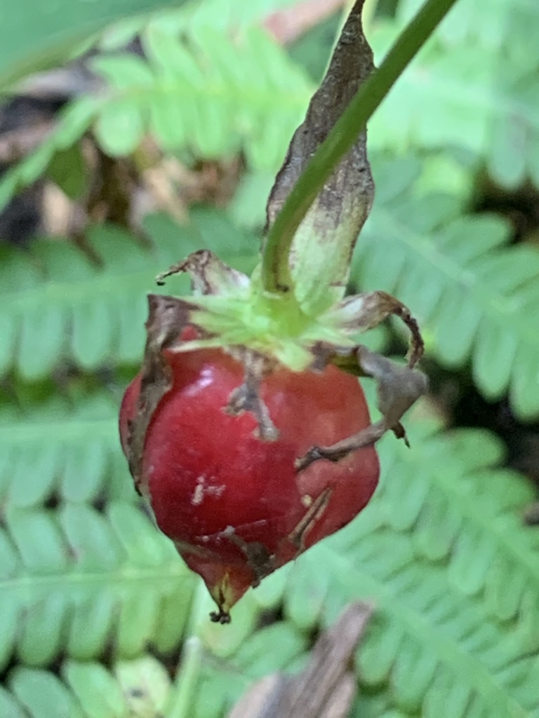 Fruit