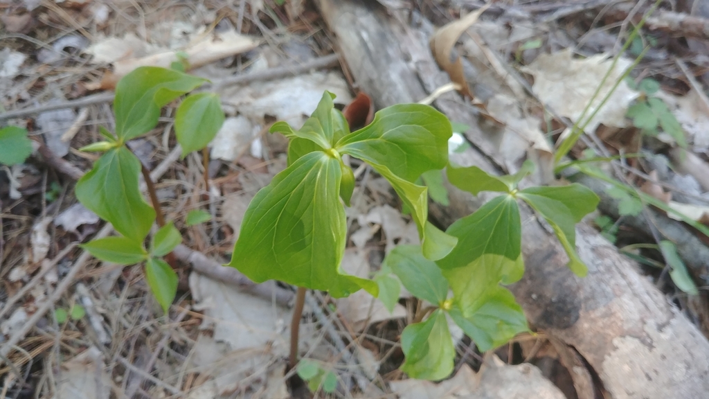 Native habitat